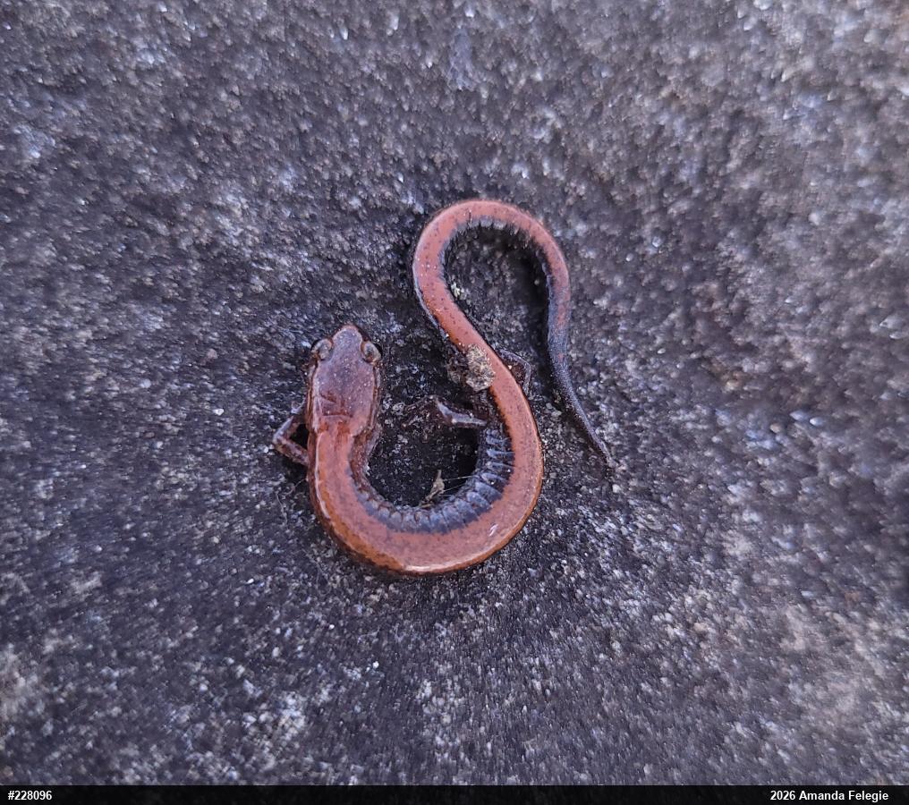 Eastern Red-backed  Salamander