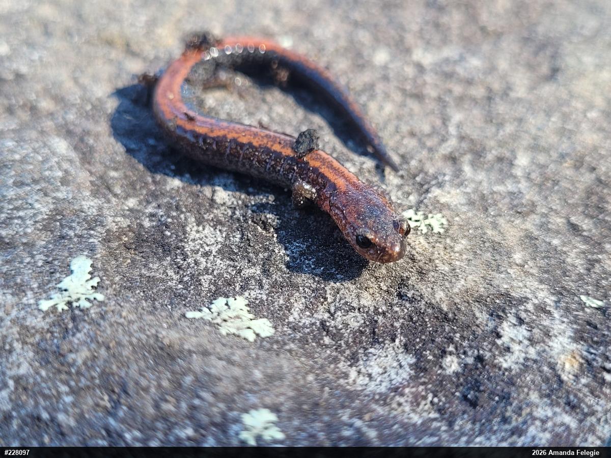 Eastern Red-backed  Salamander