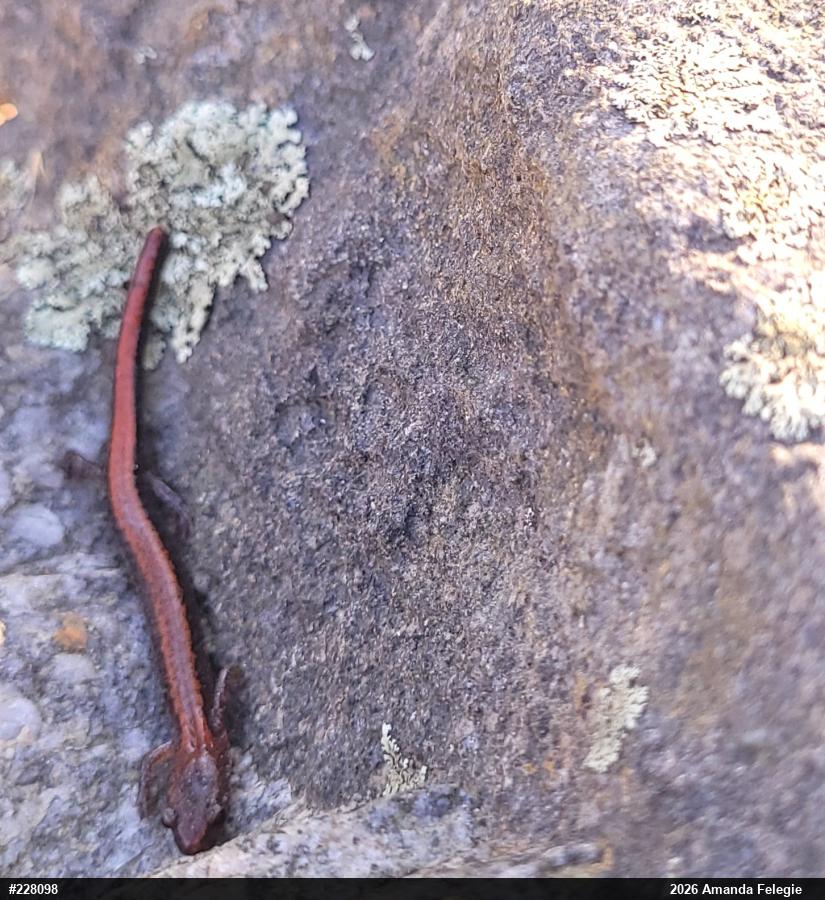 Eastern Red-backed  Salamander