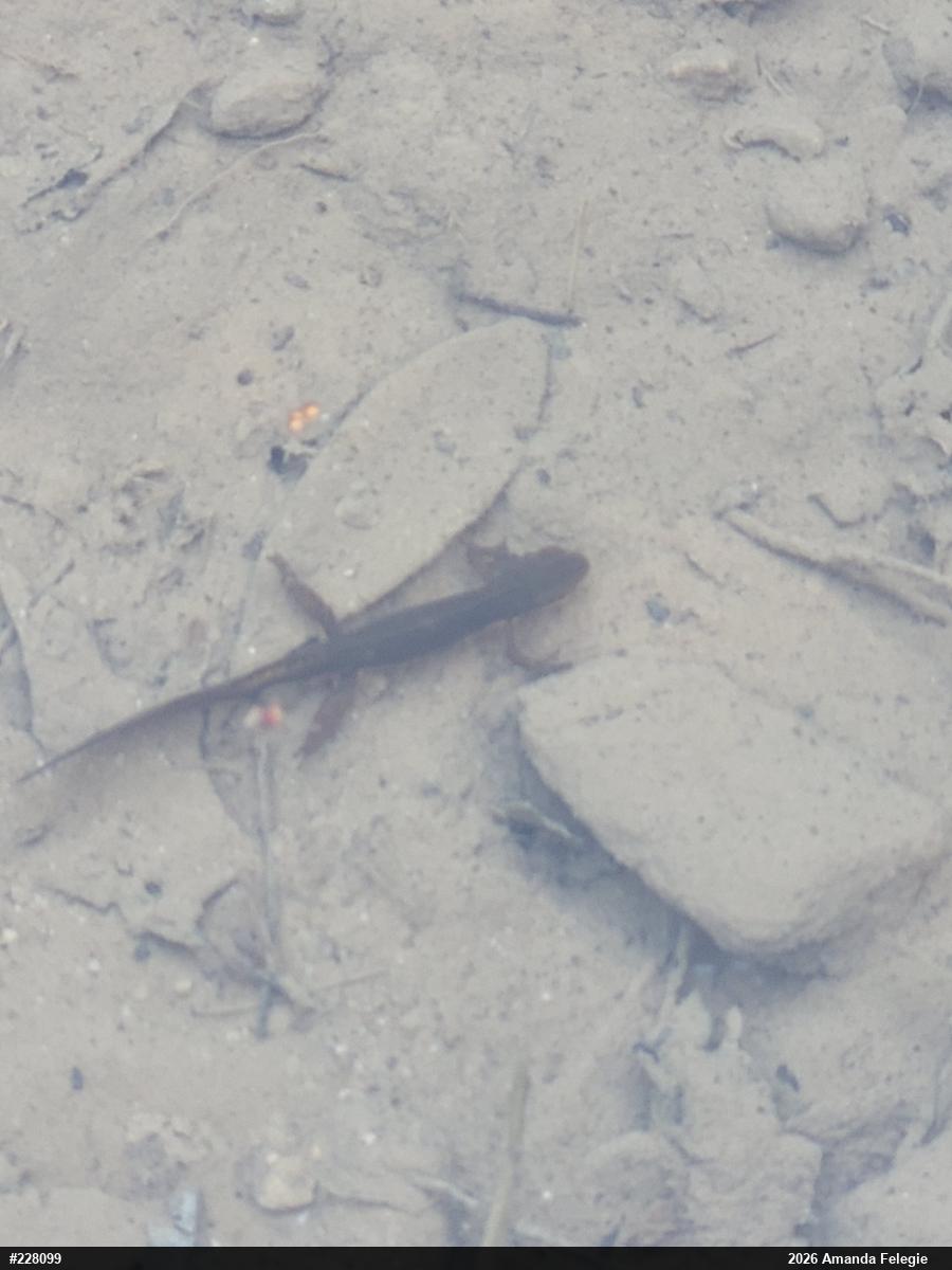 Red-spotted Newt