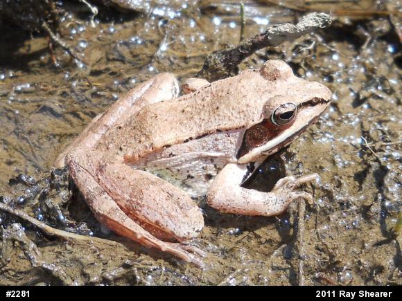 Wood Frog
