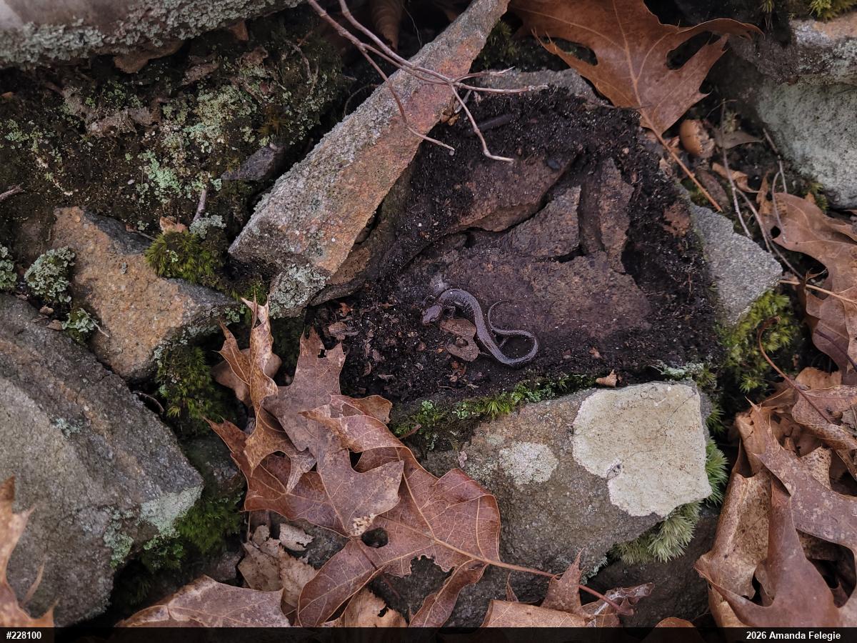 Eastern Red-backed  Salamander