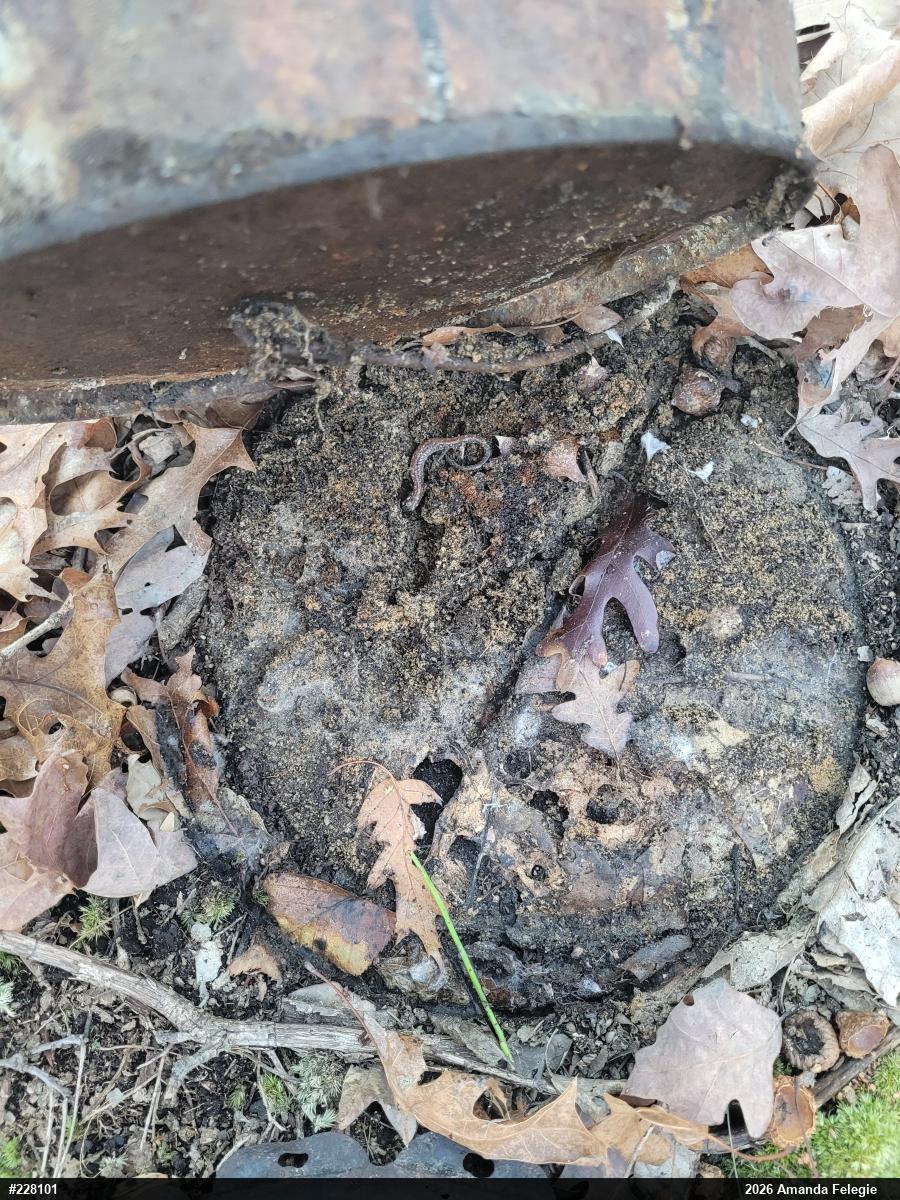 Eastern Red-backed  Salamander
