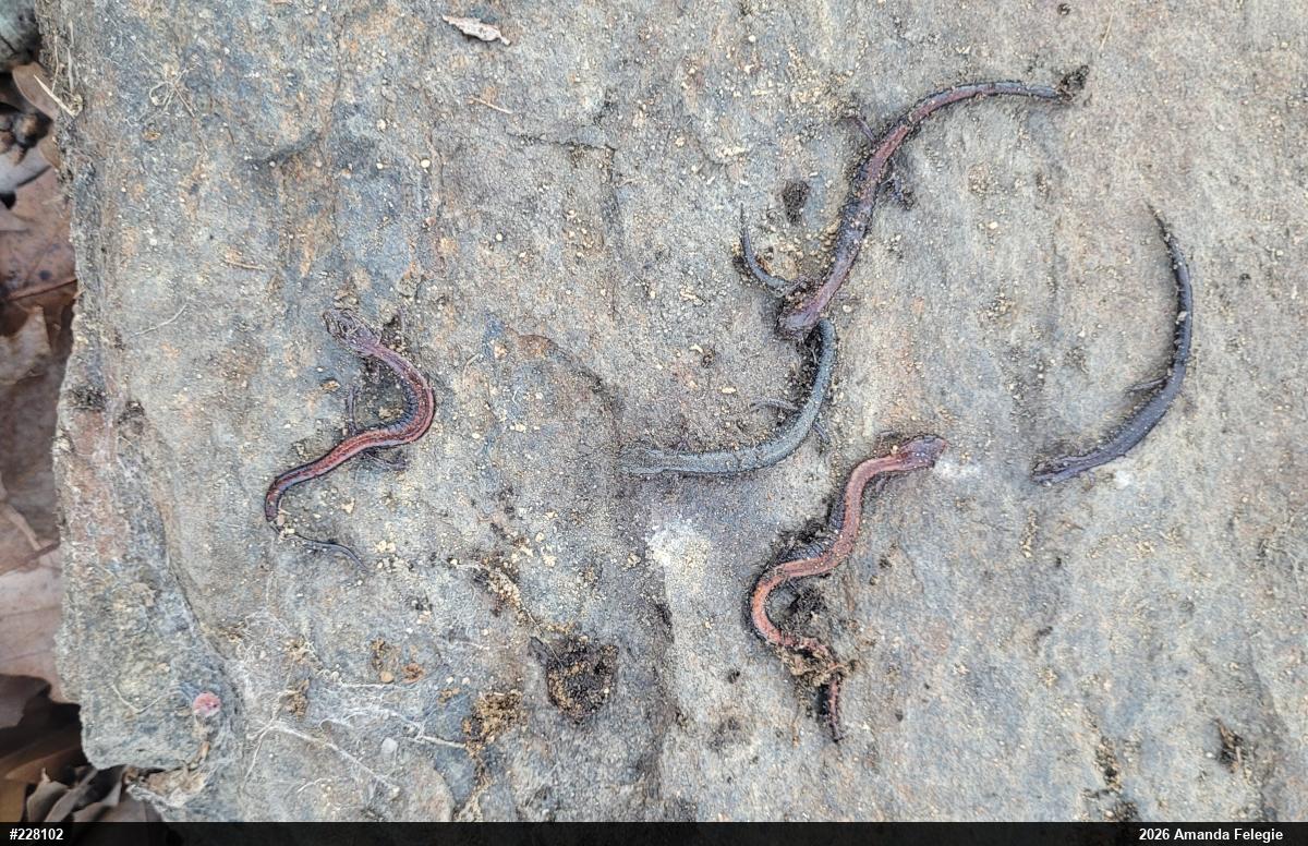 Eastern Red-backed  Salamander