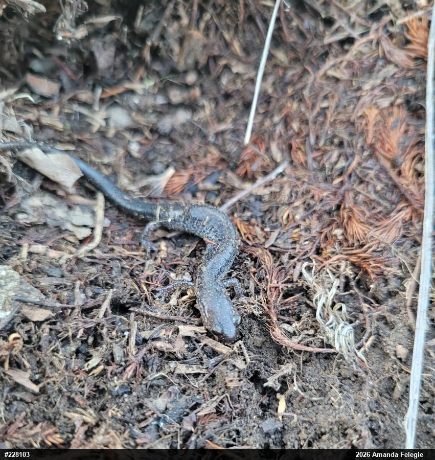 Eastern Red-backed  Salamander