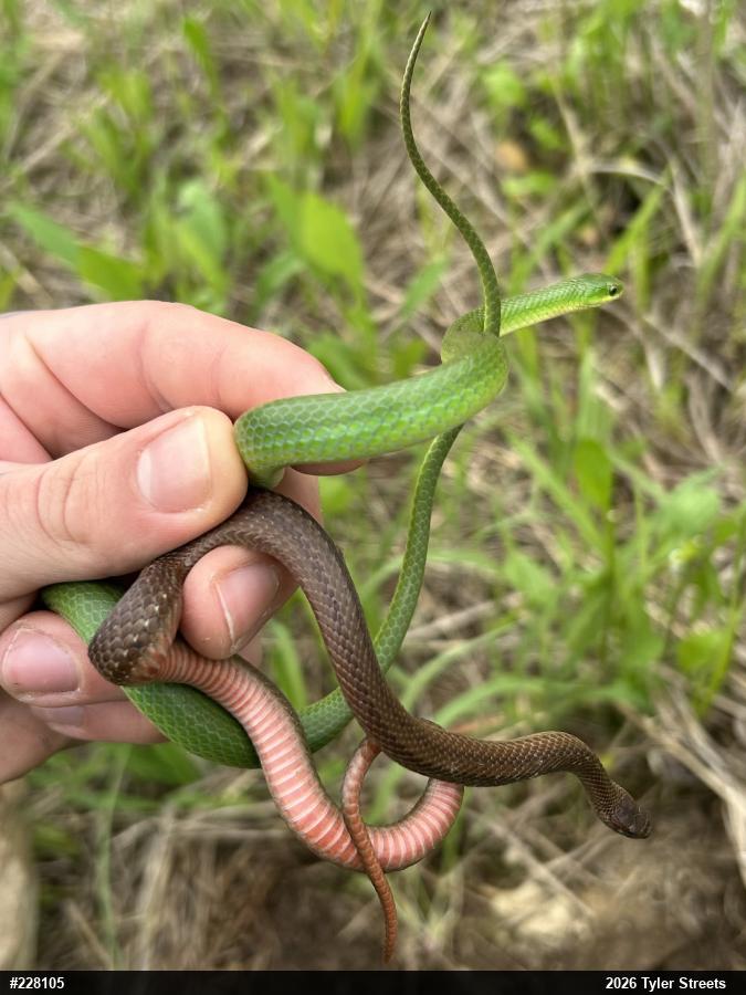 Red-bellied Snake