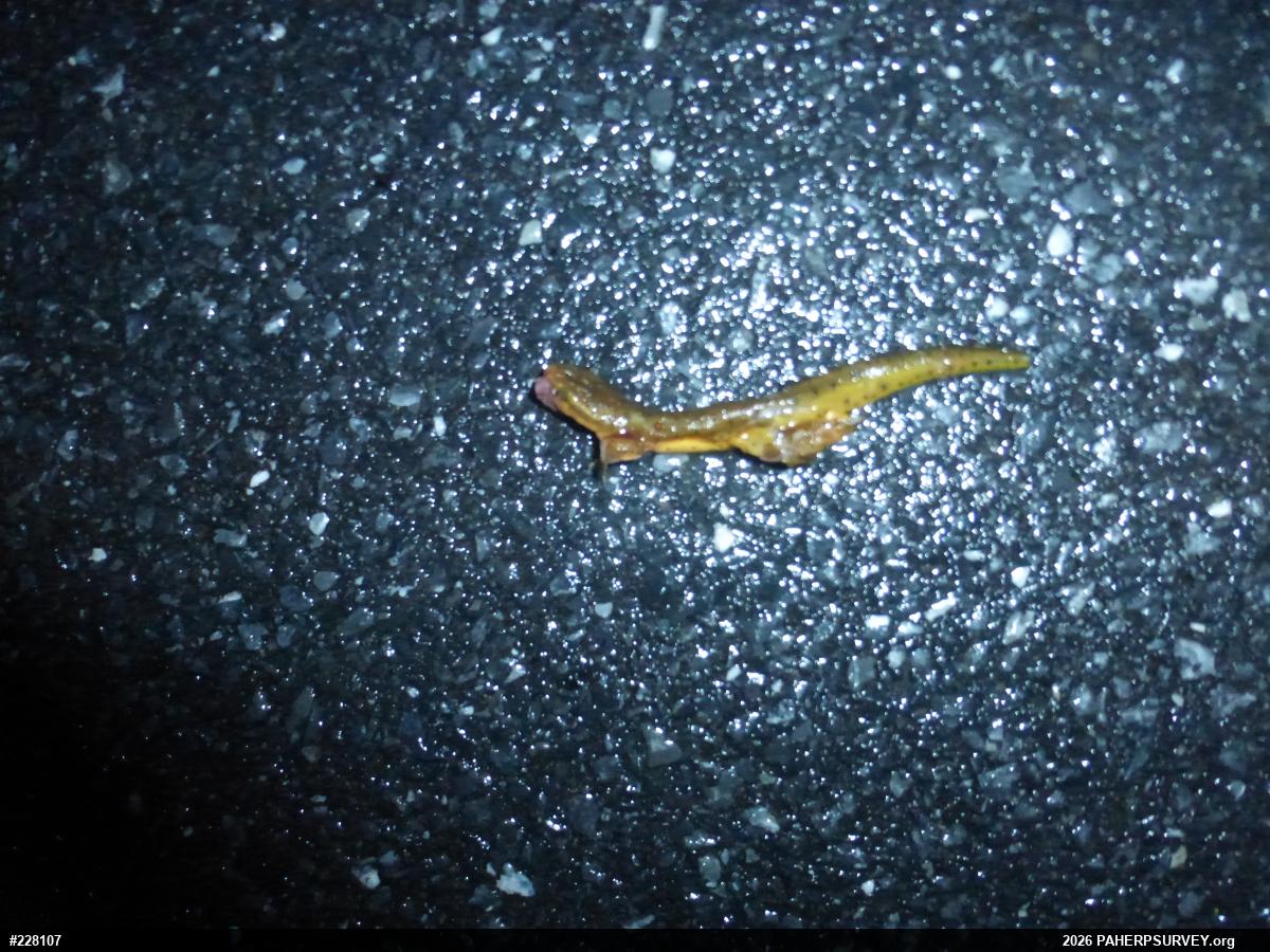 Red-spotted Newt