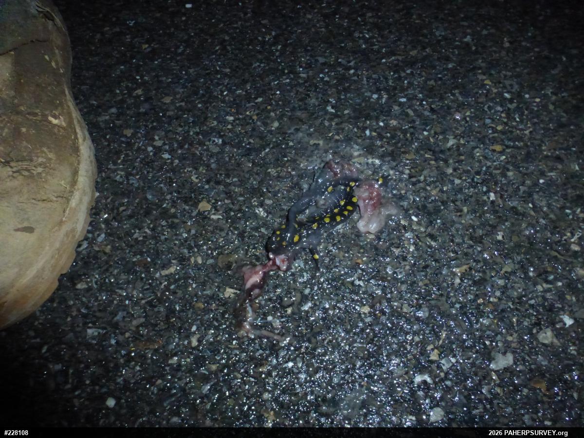 Spotted Salamander