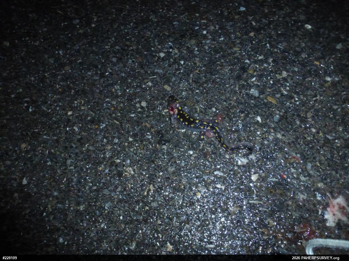 Spotted Salamander