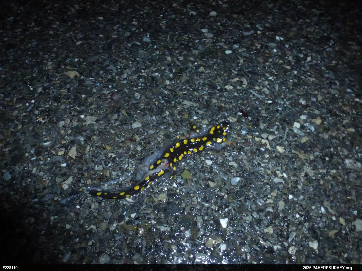 Spotted Salamander