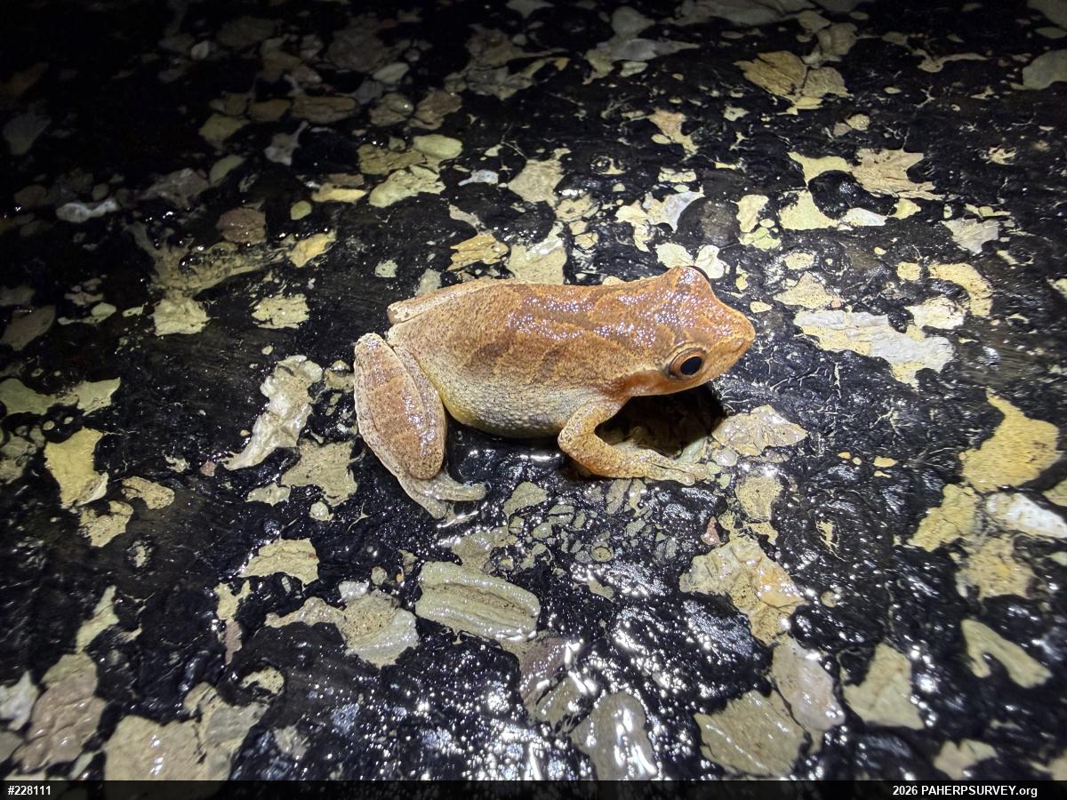Spring Peeper