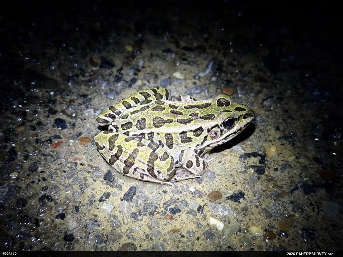 Northern Leopard Frog