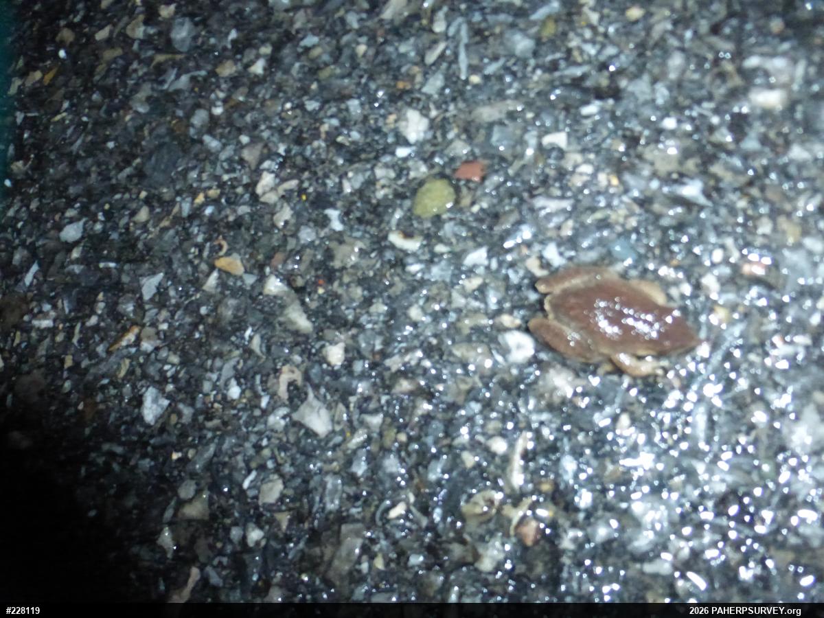 Spring Peeper