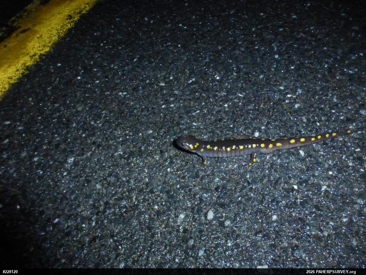 Spotted Salamander