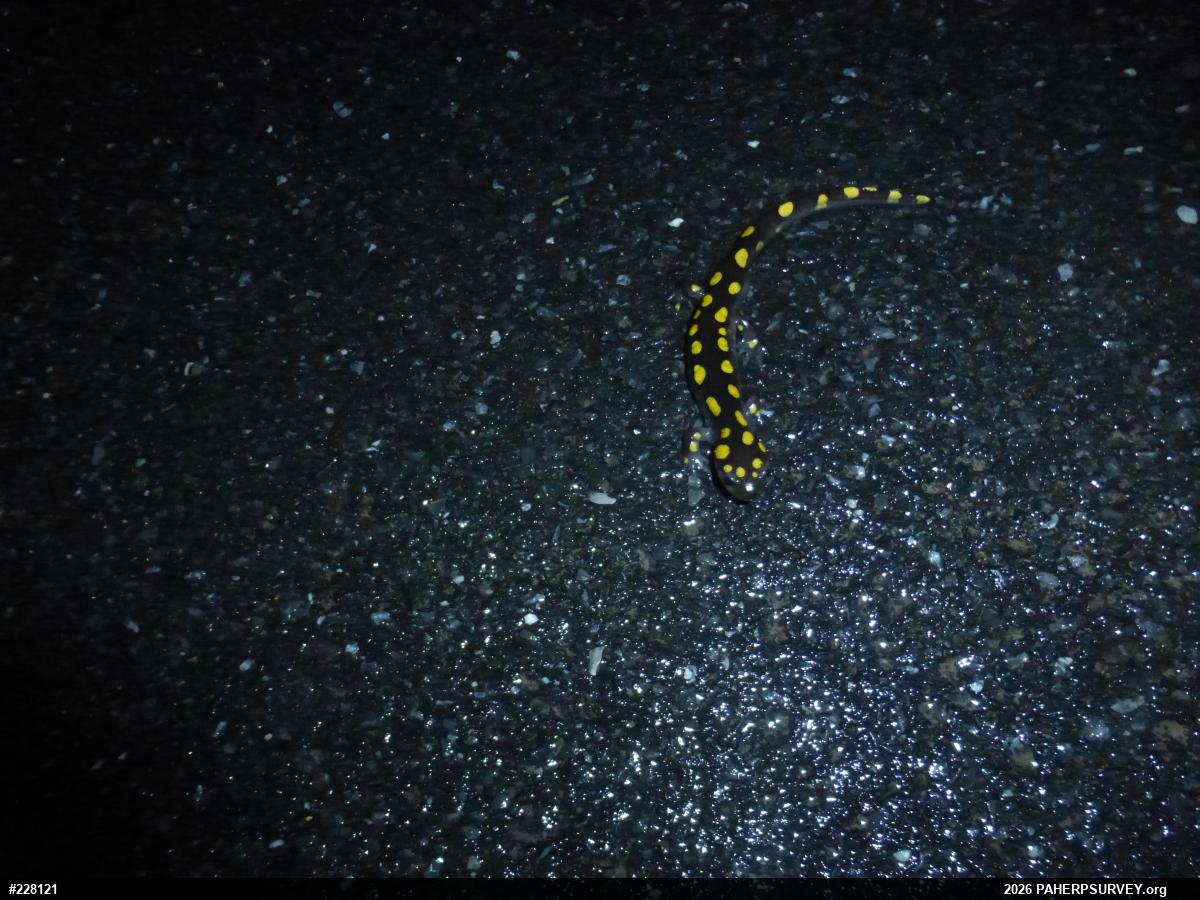 Spotted Salamander