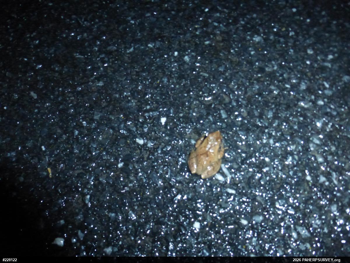 Spring Peeper