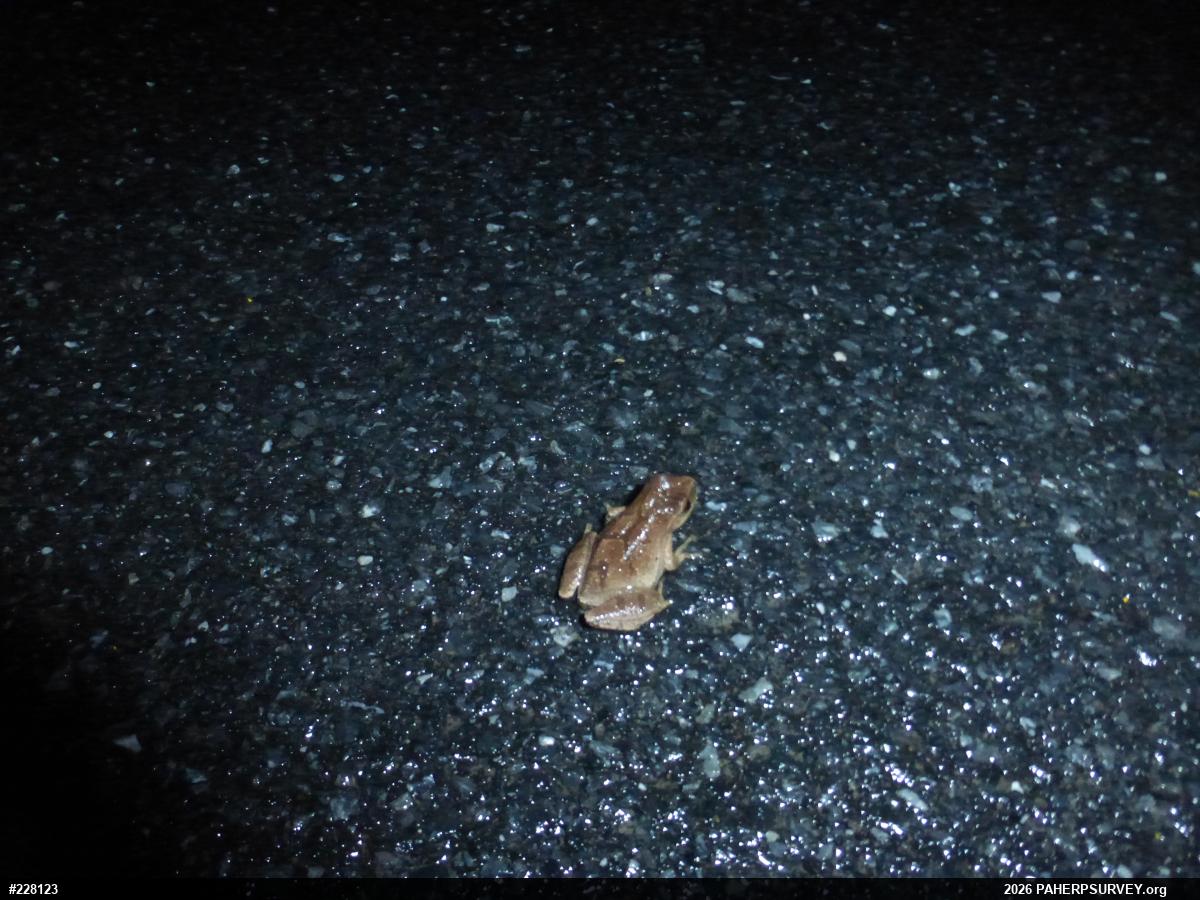 Spring Peeper