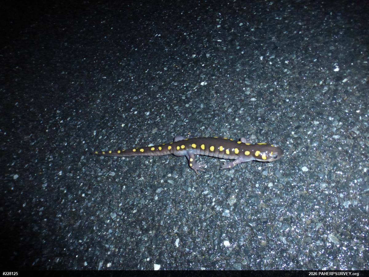 Spotted Salamander