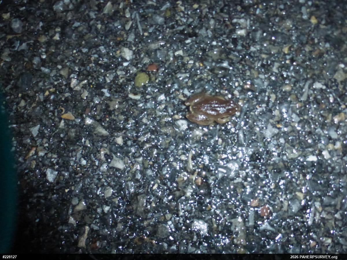 Spring Peeper