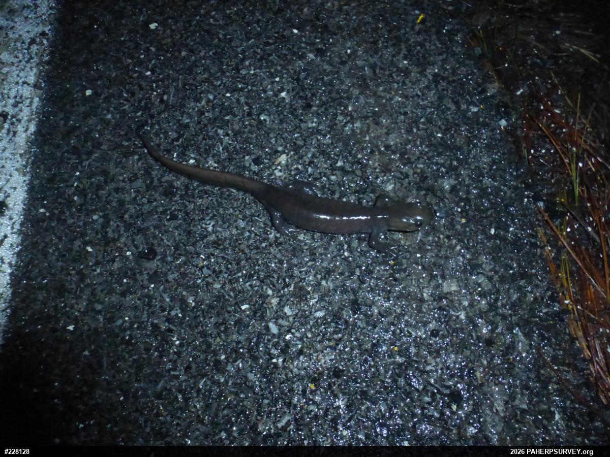 Jefferson Salamander