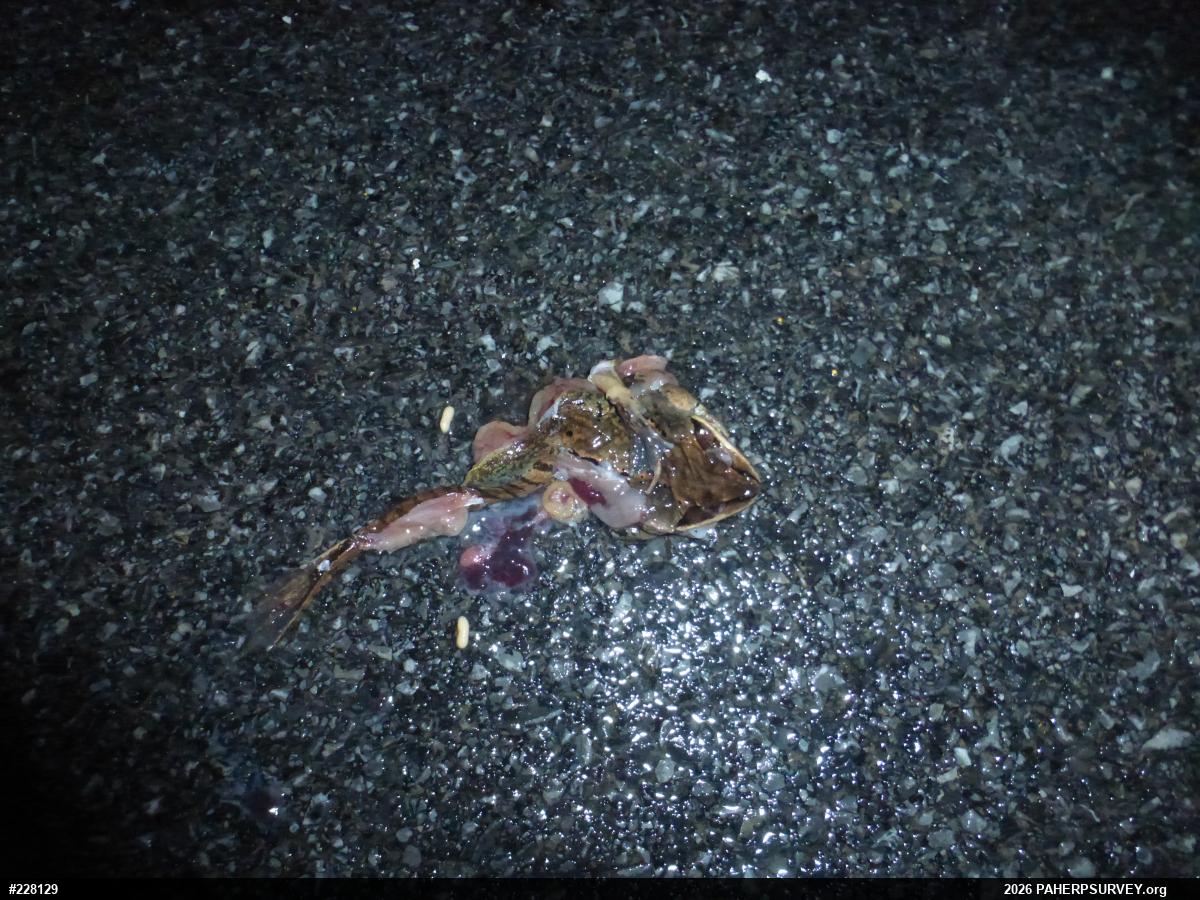 Wood Frog