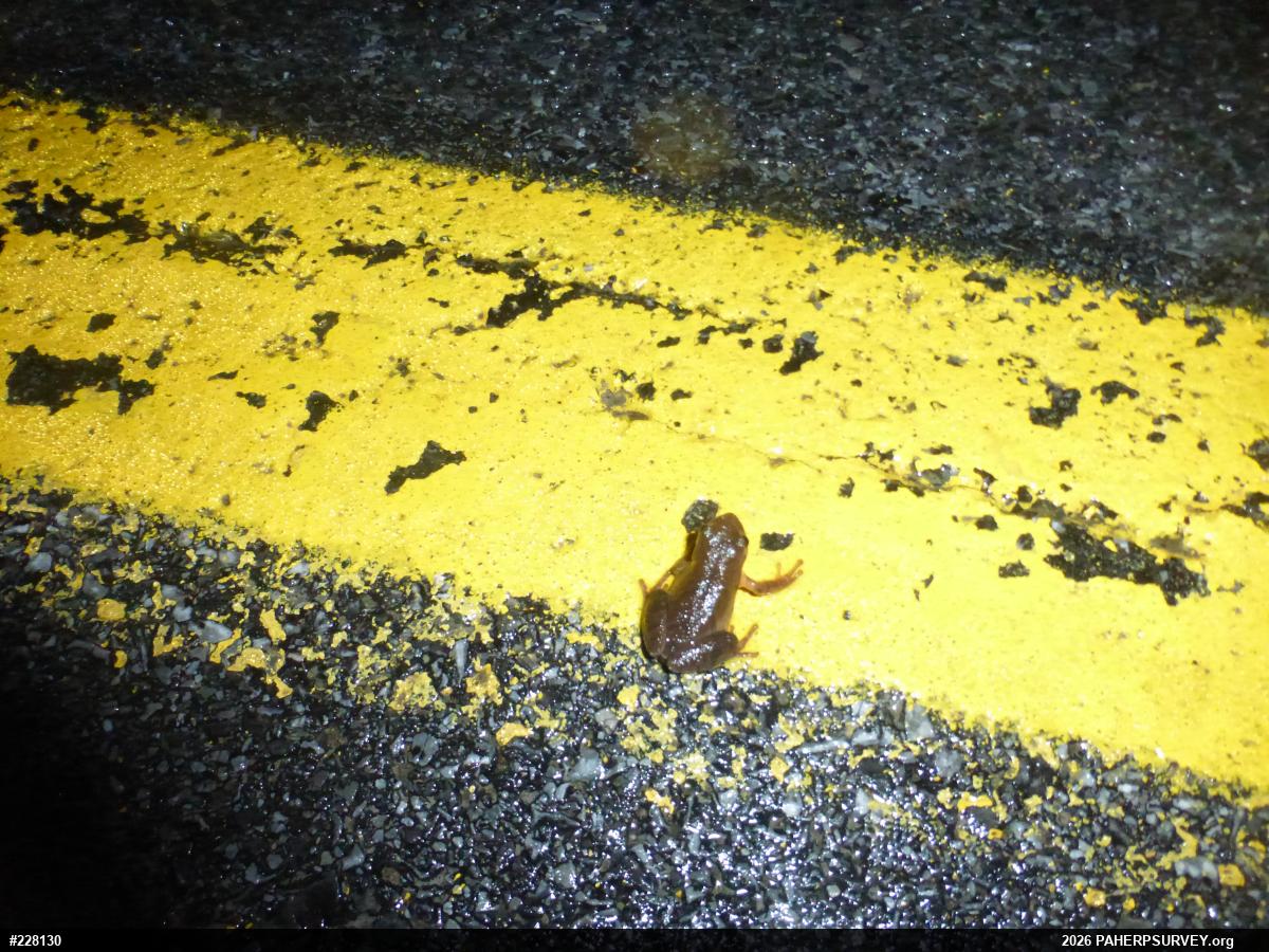 Spring Peeper