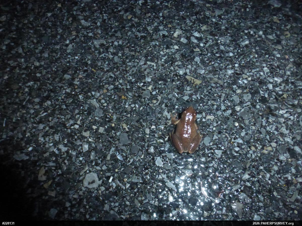 Spring Peeper