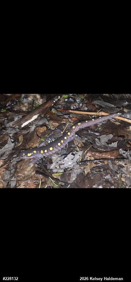 Spotted Salamander