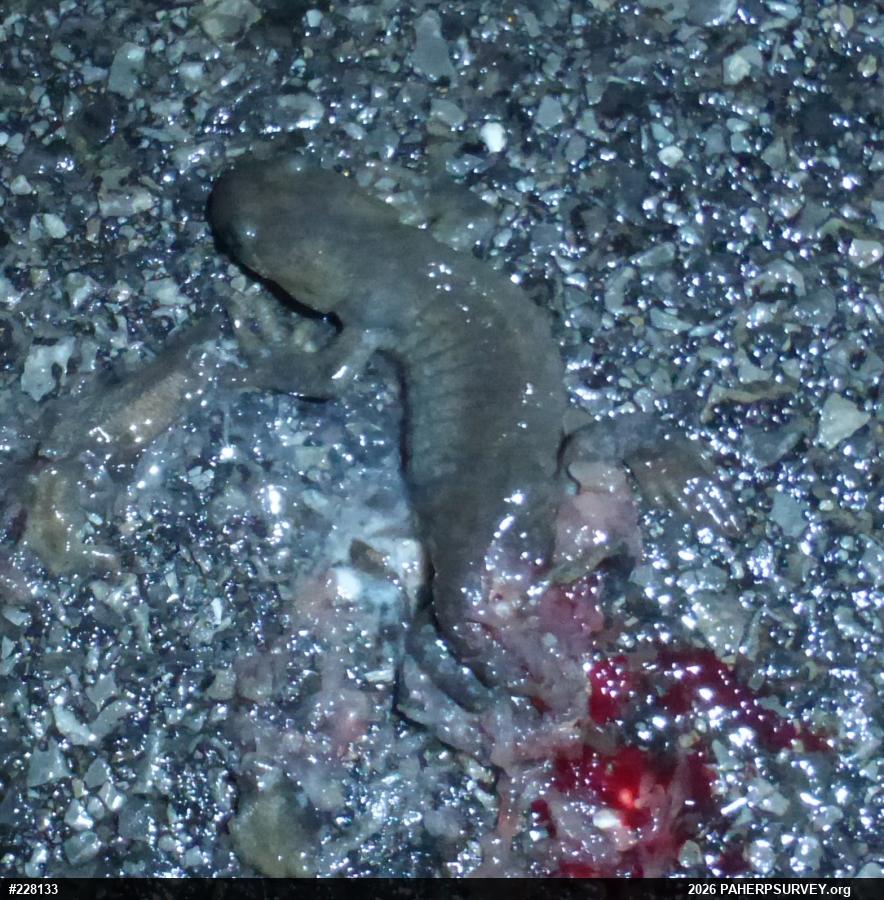 Jefferson Salamander