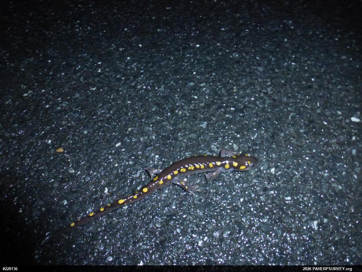 Spotted Salamander