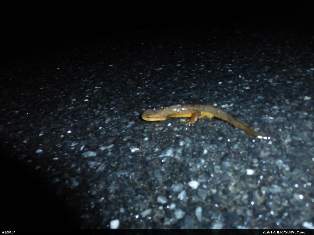 Red-spotted Newt