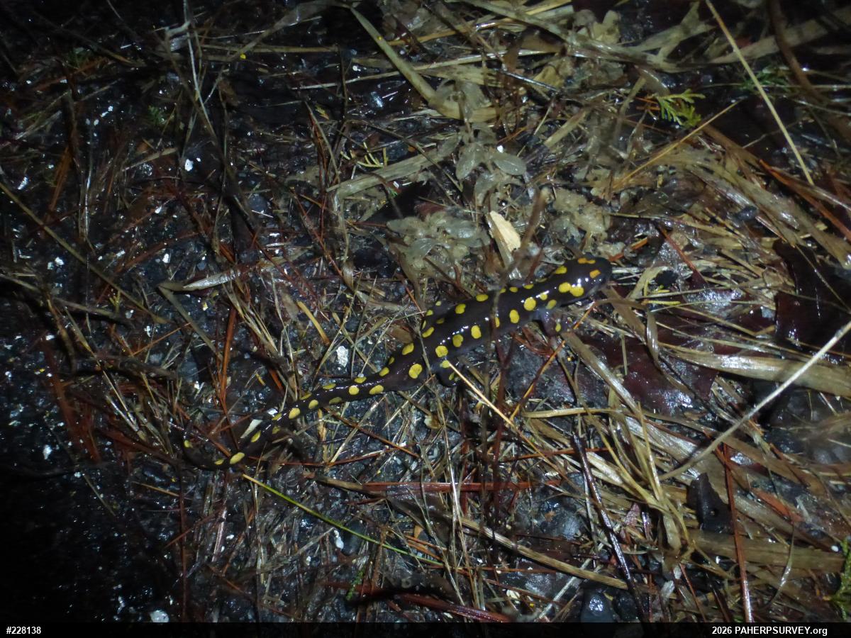 Spotted Salamander
