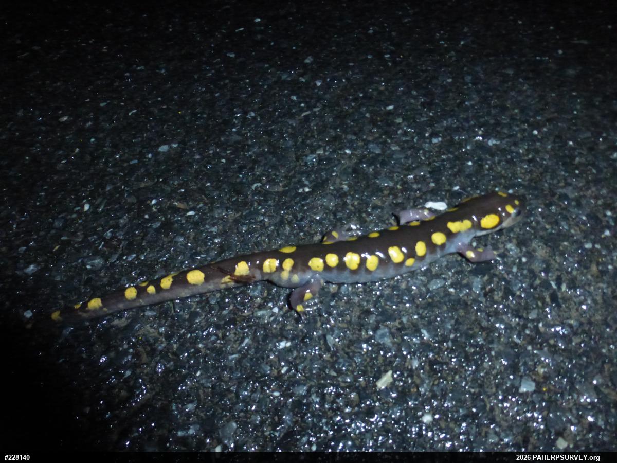 Spotted Salamander