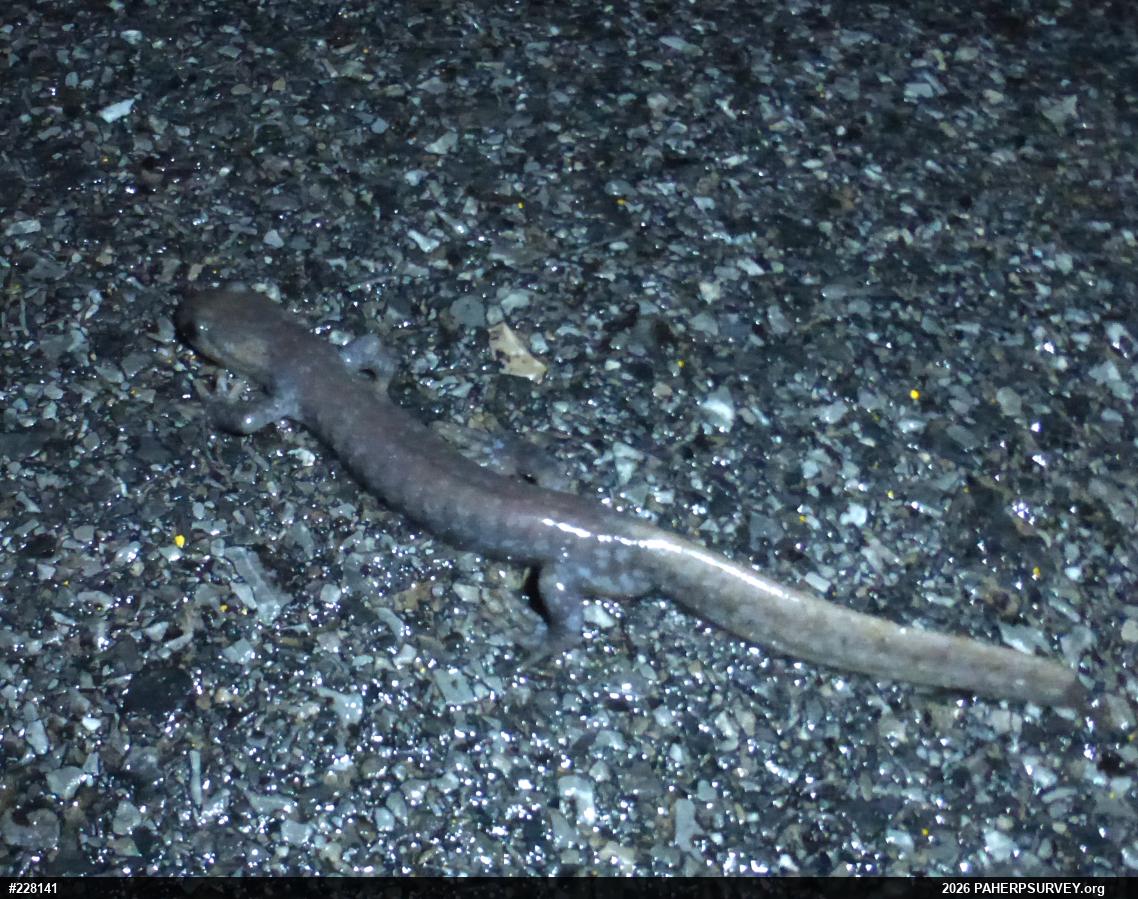 Jefferson Salamander