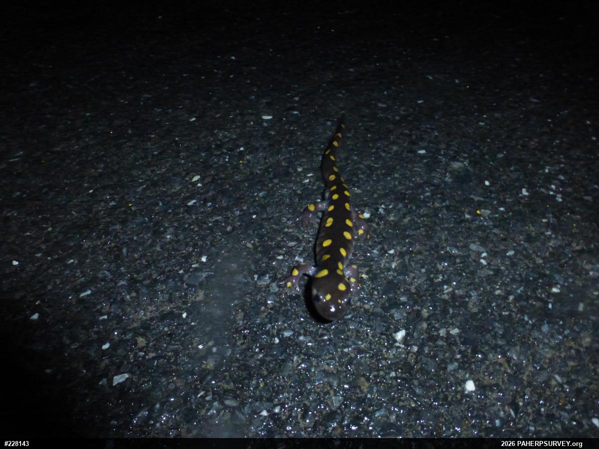 Spotted Salamander