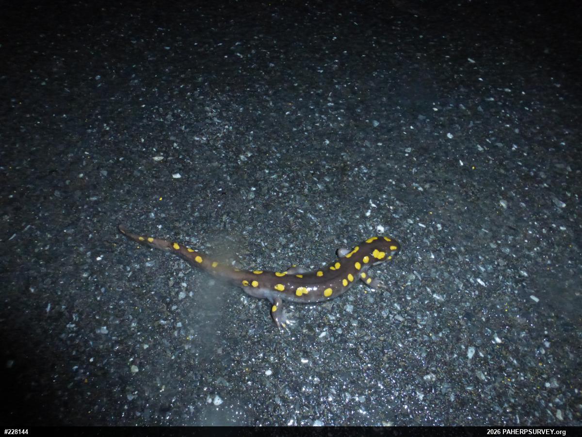 Spotted Salamander
