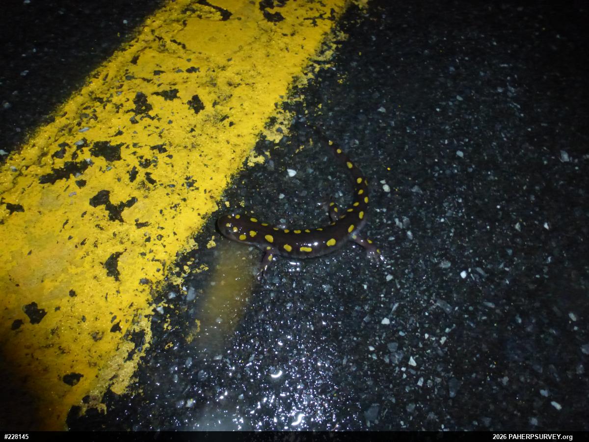 Spotted Salamander