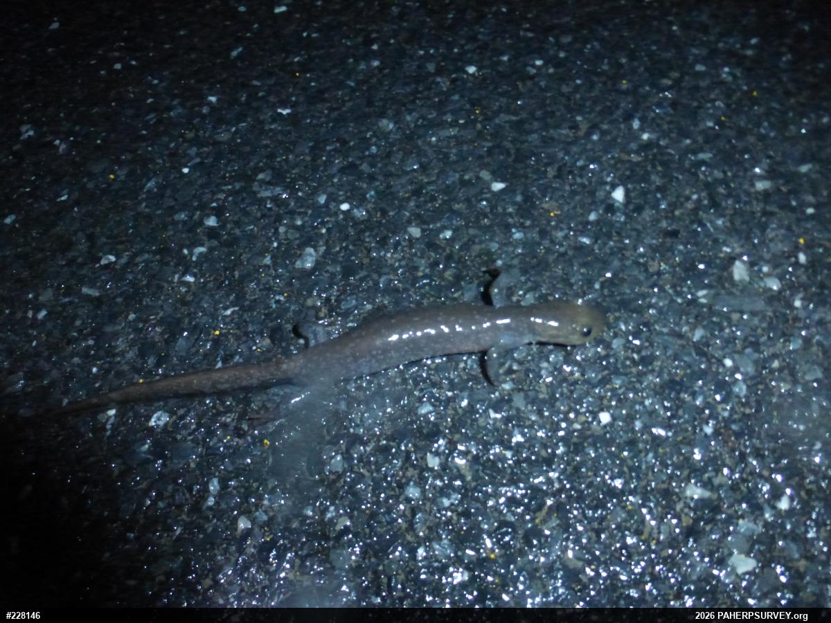 Jefferson Salamander