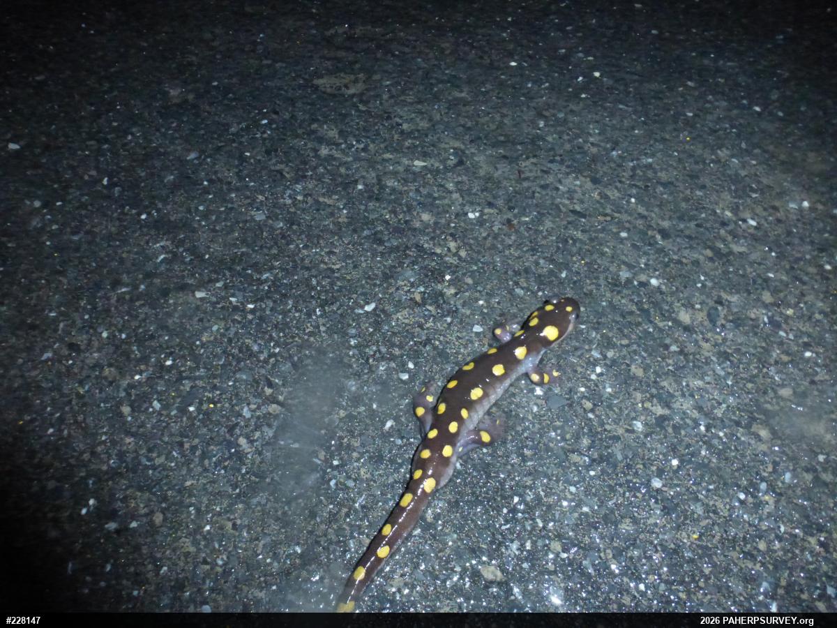 Spotted Salamander