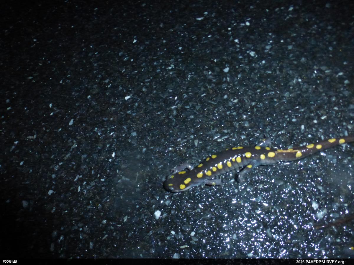 Spotted Salamander