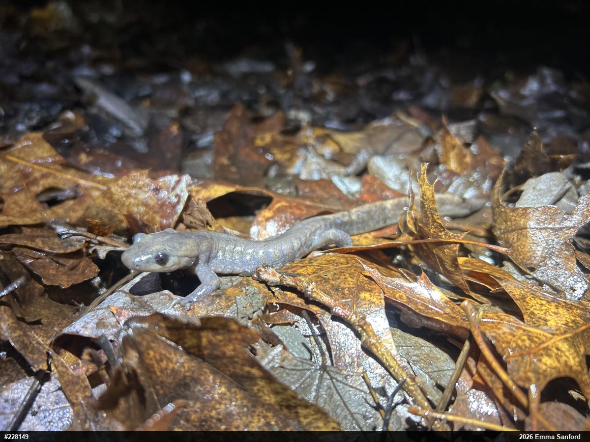 Jefferson Salamander