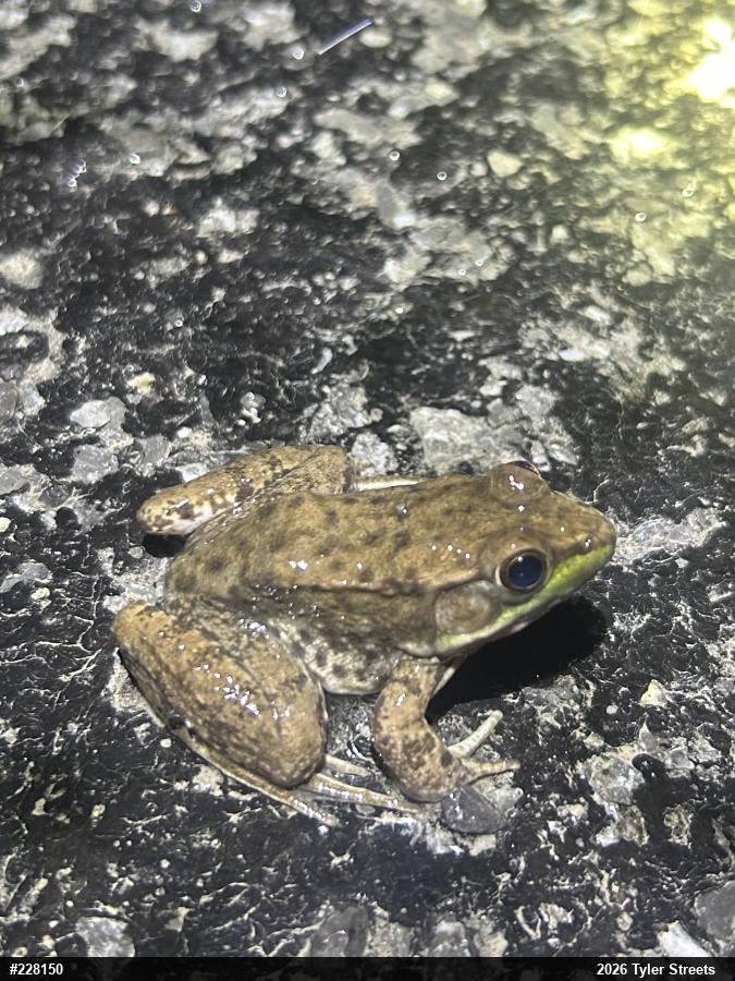 Green Frog