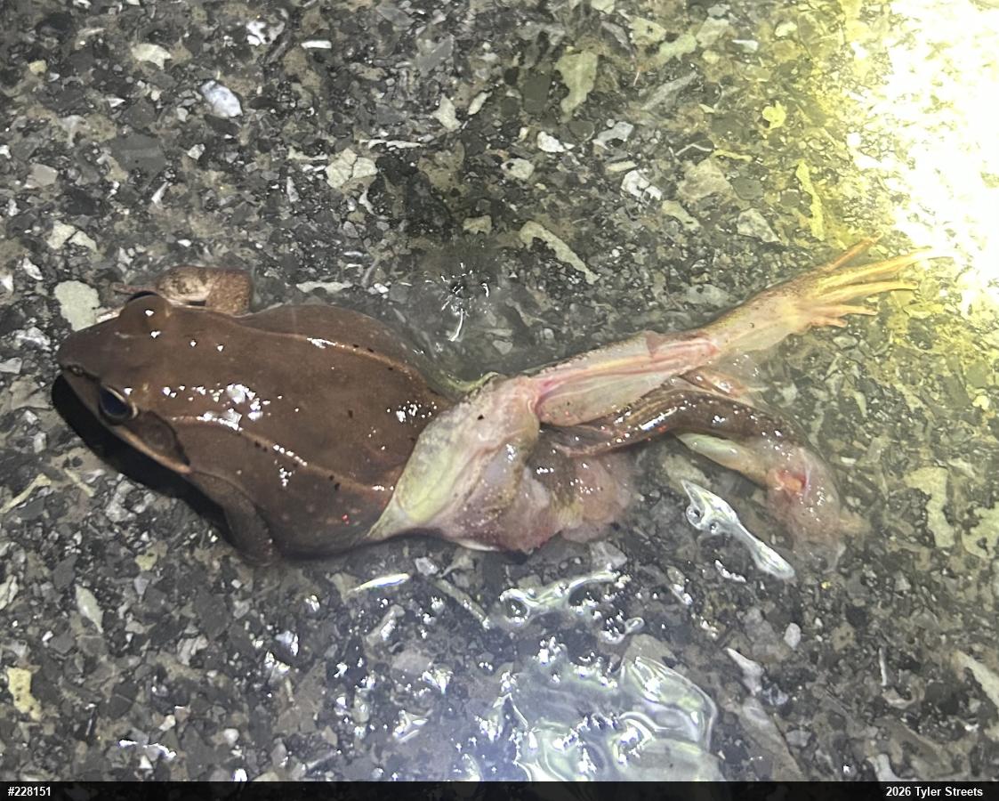 Wood Frog