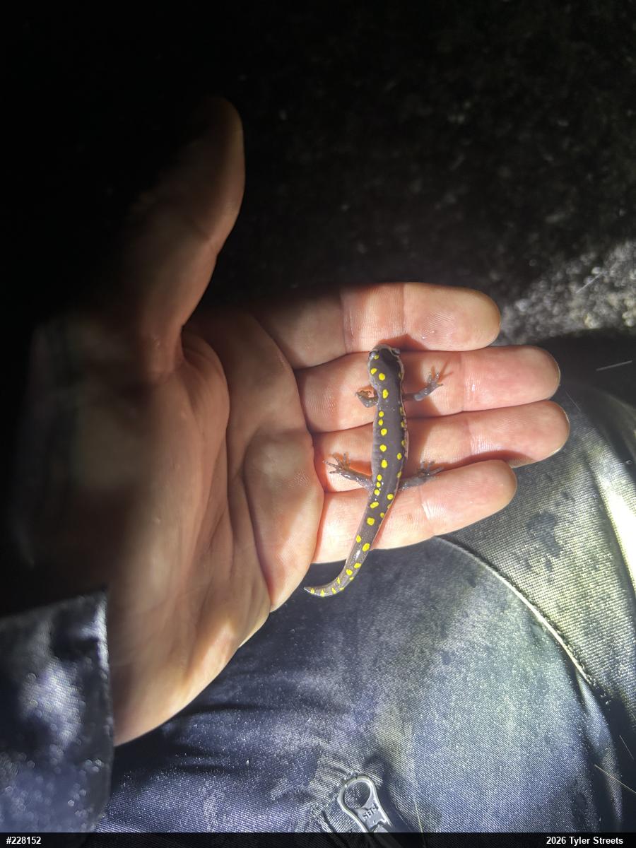 Spotted Salamander