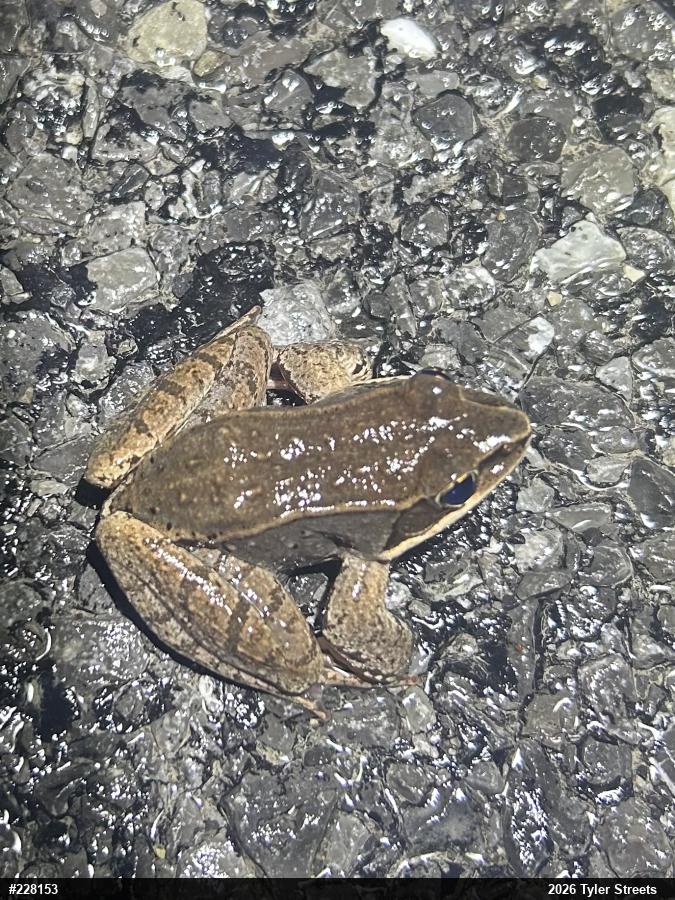Wood Frog