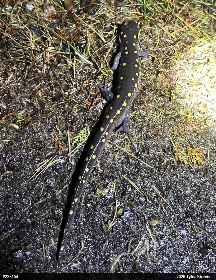 Spotted Salamander