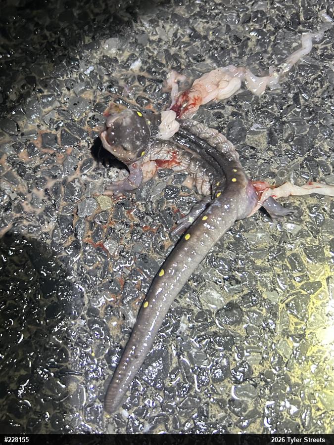 Spotted Salamander