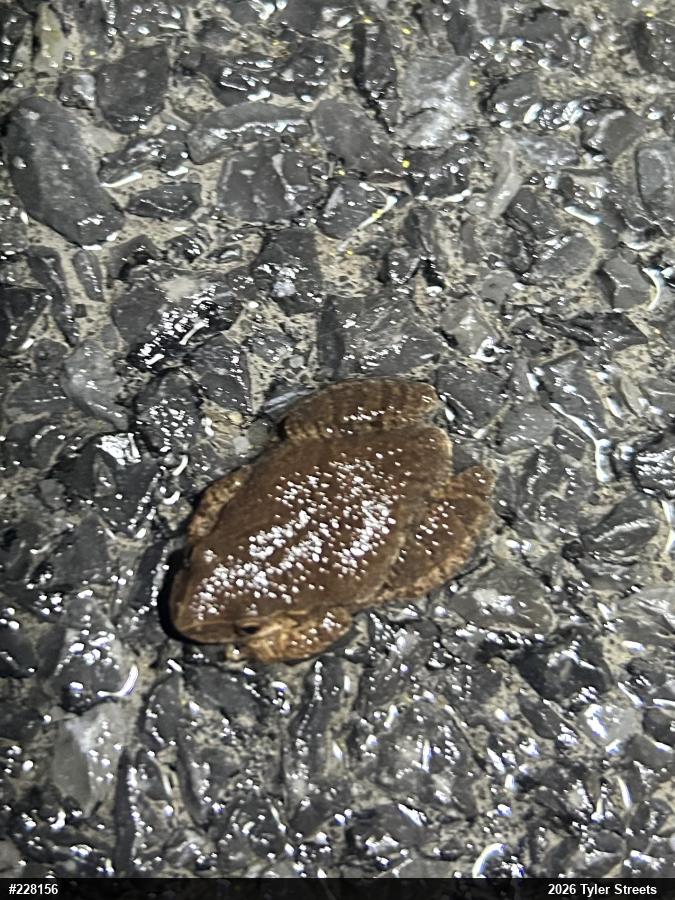 Spring Peeper