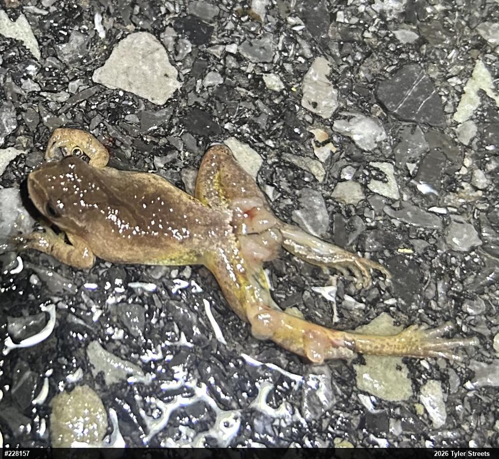 Spring Peeper