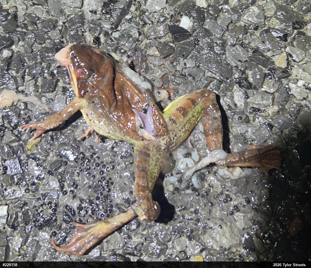 Wood Frog